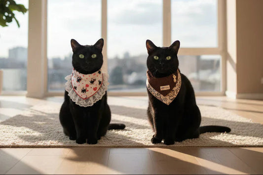 Why Black Cats Make Extraordinary Companions