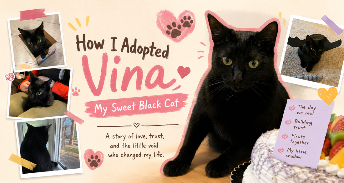 How I Met Vina — The Black Cat Who Changed Everything